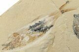 4.7" Cretaceous Fossil Fish (Sedenhorstia) and Shrimp- Hjoula, Lebanon - #200685-2